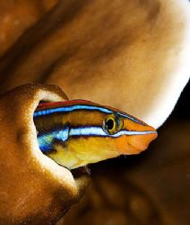 The goby. Nikon D100, 105 macro, two S&S strbo. Lankayan ... by Marchione Giacomo 
